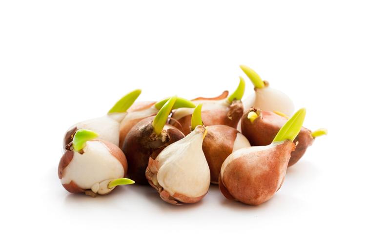 Tulip  bulbs isolated on white