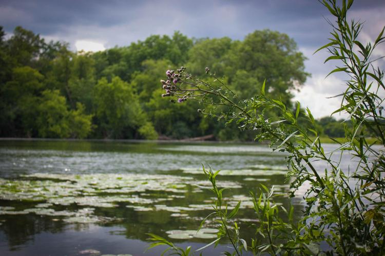 Foliage at Arboretum Pond.jpg