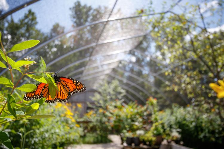 PC Adam-Shea-Photography-Butterfly-Garden-Appleton-Wisconsin-0011.jpg